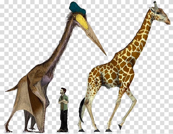 Hatzegopteryx Quetzalcoatlus Pterosaurs Dinosaur size, dinosaur transparent background PNG clipart