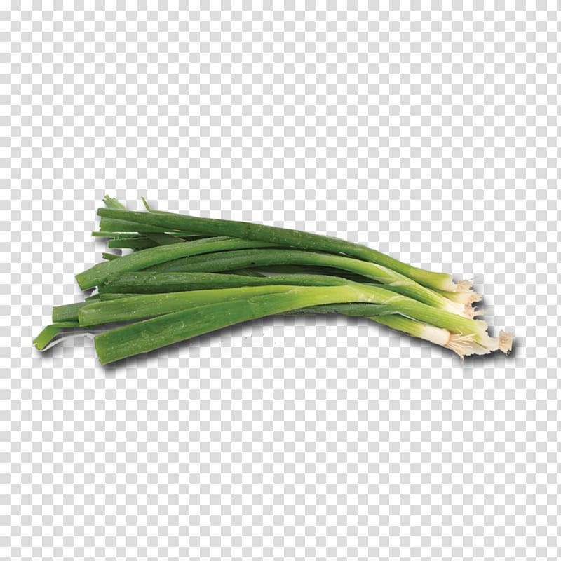 Allium fistulosum Welsh cuisine, green onion transparent background PNG clipart