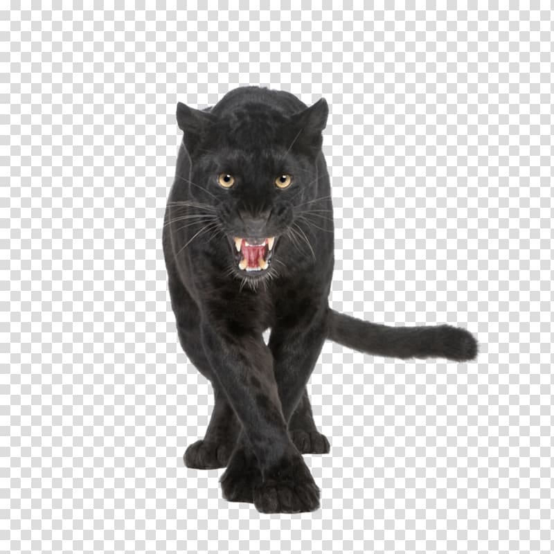 black panther illustration, Leopard Black panther Jaguar Cougar Lion, black panther transparent background PNG clipart