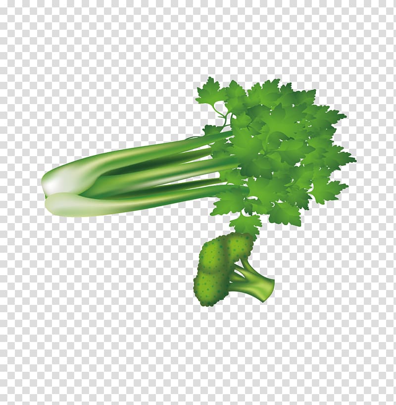 Leaf vegetable Broccoli Celery u7dd1u9ec4u8272u91ceu83dc, Green vegetables, celery and broccoli transparent background PNG clipart