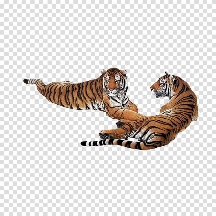South China tiger Siberian Tiger Google , Tiger tummy transparent background PNG clipart