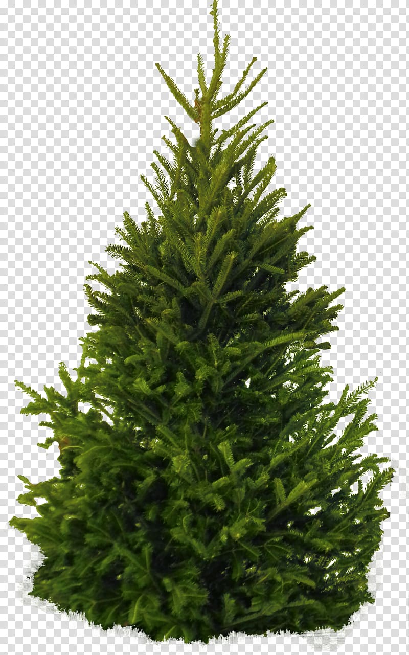 Christmas tree , Fir Pine Cedar Tree, Fir-Tree transparent background PNG clipart