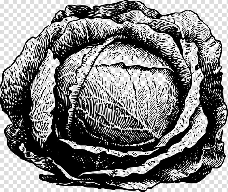 Red cabbage Savoy cabbage Cauliflower , cabbage transparent background PNG clipart