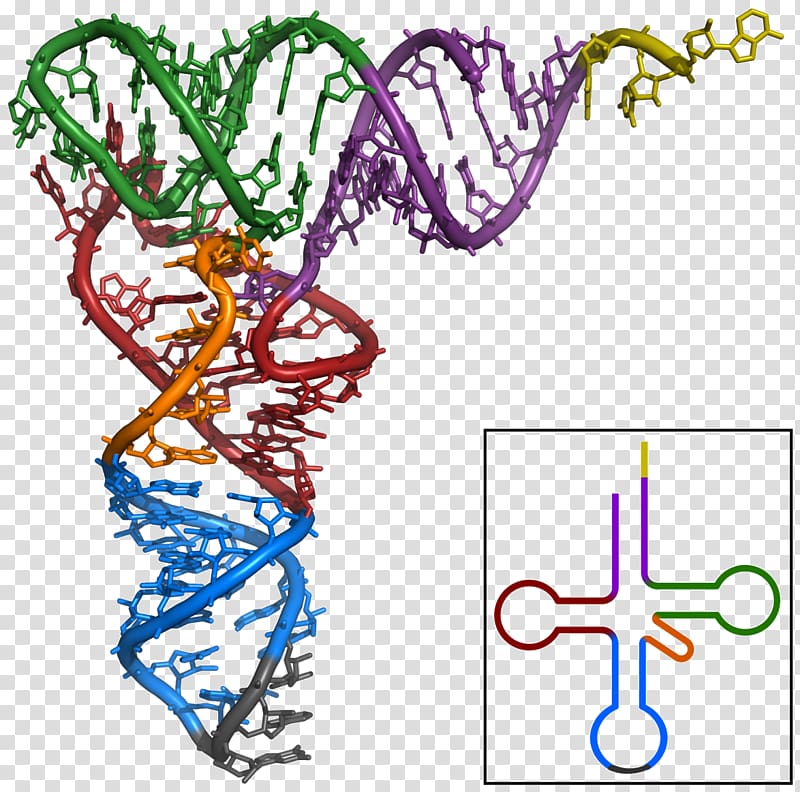 Transfer RNA Non-coding RNA Ribosomal RNA Messenger RNA, DNA transparent background PNG clipart