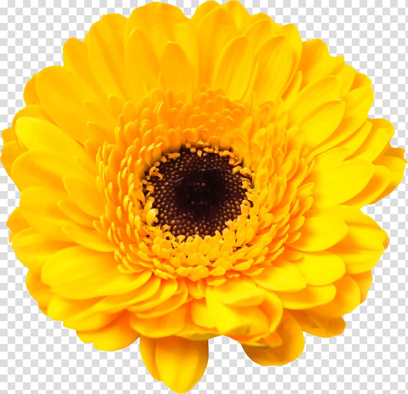 Transvaal daisy Common sunflower Yellow, red packs transparent background PNG clipart