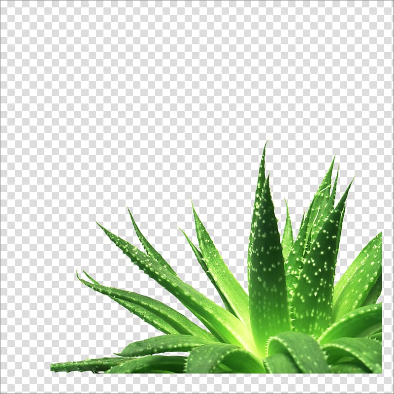 Aloe Vera plant , Aloe vera Nutrient Gel Succulent plant, Aloe transparent background PNG clipart