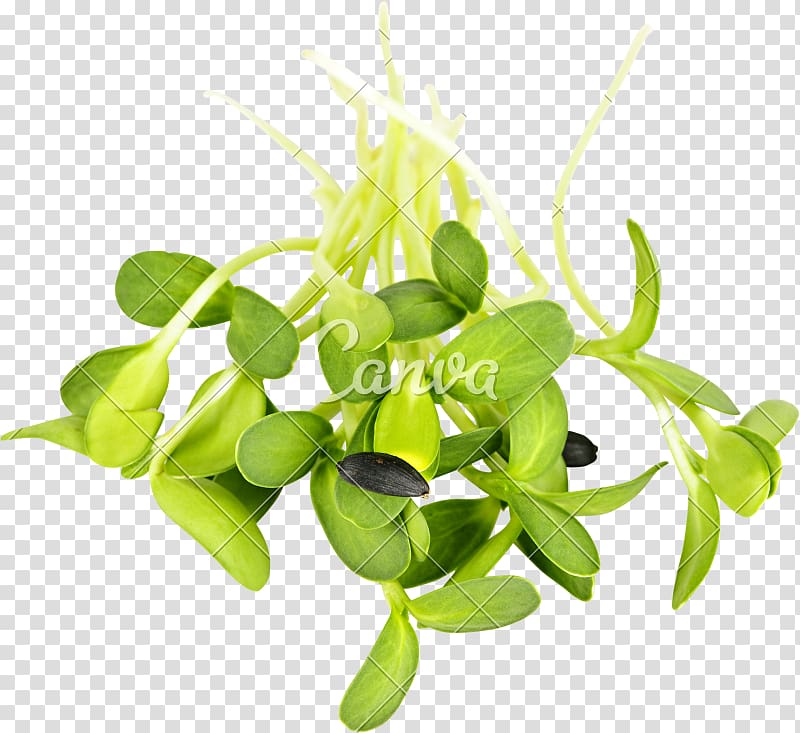 Raw foodism Organic food Sprouting Common sunflower Sunflower seed, sunflower leaf transparent background PNG clipart