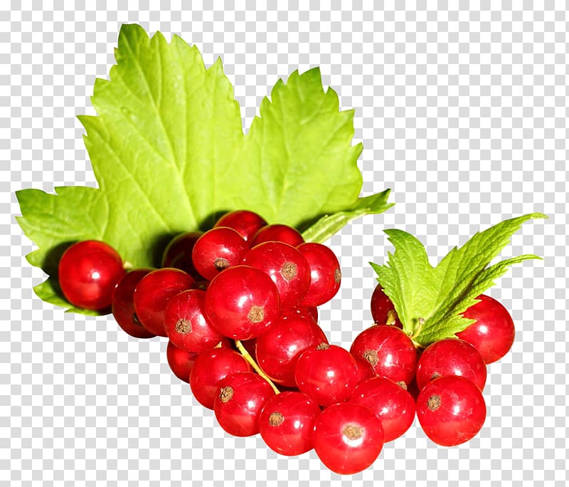 Gooseberry Redcurrant Blackcurrant Zante currant Frutti di bosco, Redcurrant transparent background PNG clipart