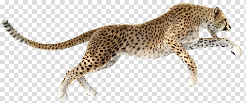 Cheetah Leopard , cheetah transparent background PNG clipart