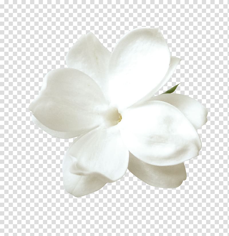 white dogwood flower in bloom, Tulip Flower Petal, White tulips transparent background PNG clipart