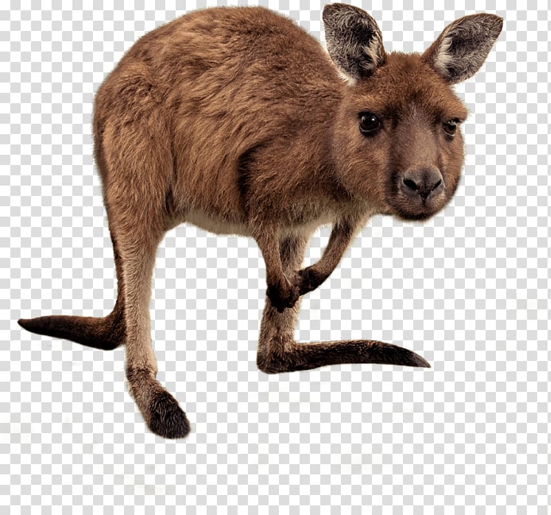 Kangaroo Australia Wallaby Reserve , Rednecked Wallaby transparent background PNG clipart