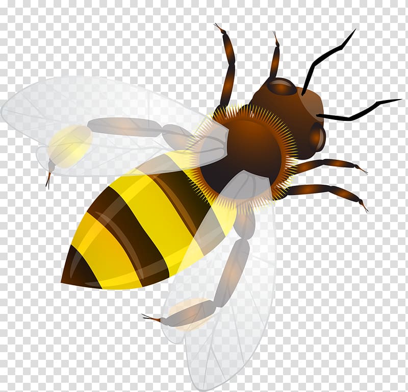 Bee Insect Honeycomb Illustration, Cartoon bee transparent background PNG clipart