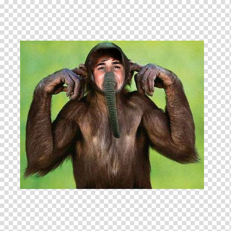 Common chimpanzee Monkey Orangutan , elephant rabbit transparent background PNG clipart