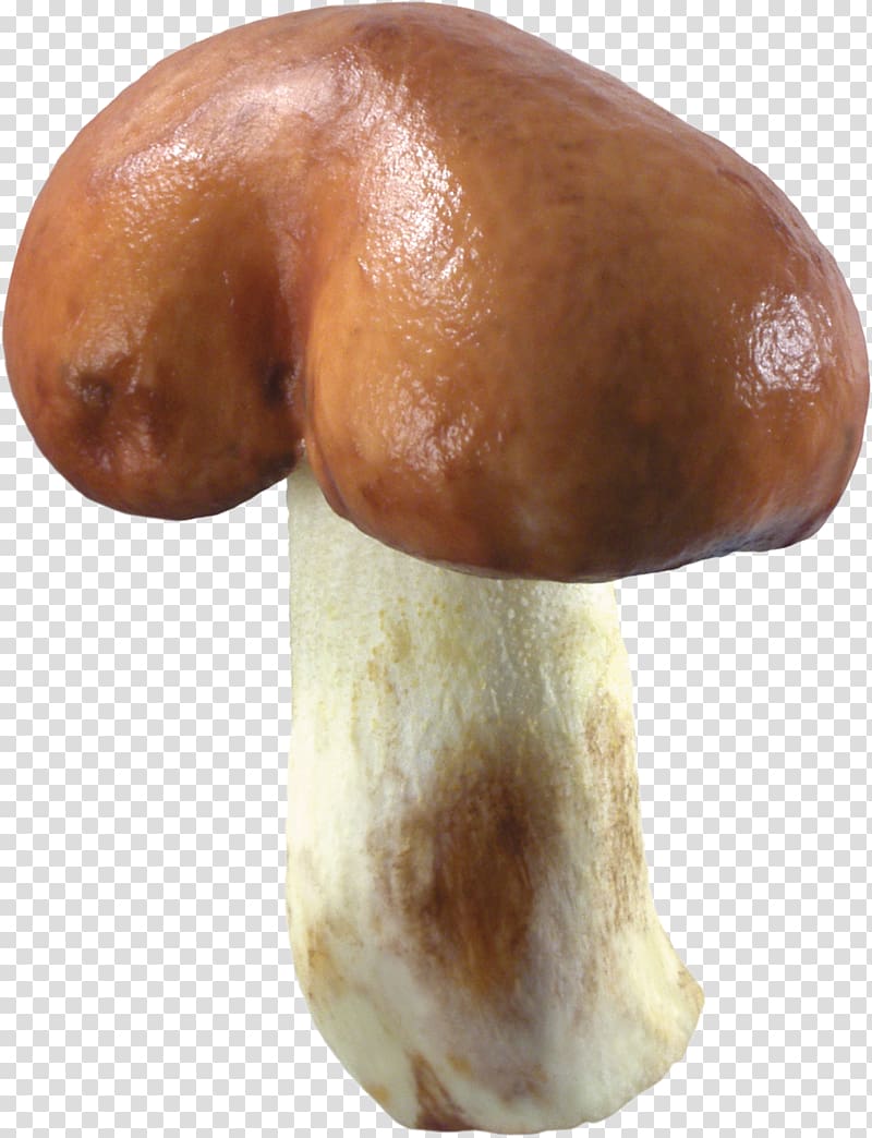 Shiitake Pleurotus eryngii Medicinal fungi Mushroom Medicine, mushroom transparent background PNG clipart