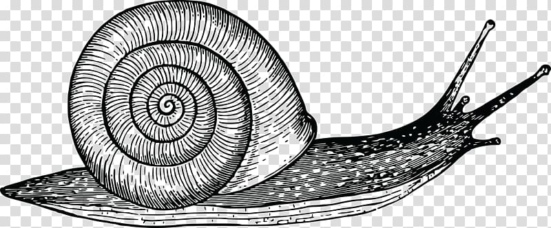 Gastropods Drawing Snail Gastropod shell Cornu aspersum, snail transparent background PNG clipart
