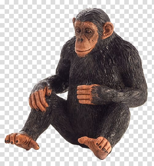 Common chimpanzee Primate Monkey Gorilla Knuckle-walking, chimpanzee transparent background PNG clipart