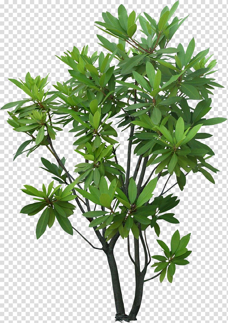 green leafed plant, Tree Shrub Plant Evergreen Garden, tree transparent background PNG clipart