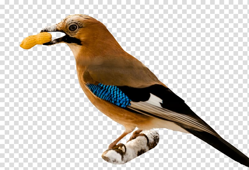 brown and black bird perching on branch, Bird Eating Peanut transparent background PNG clipart