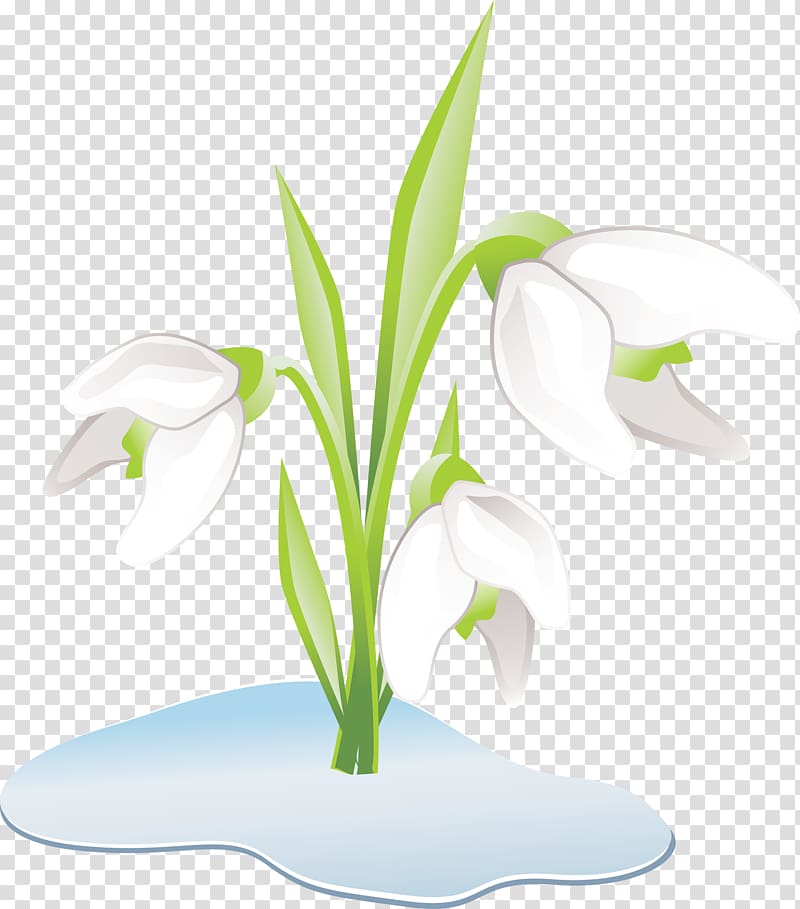 Snowdrop Flower The Twelve Months Perennial plant, water lilies transparent background PNG clipart