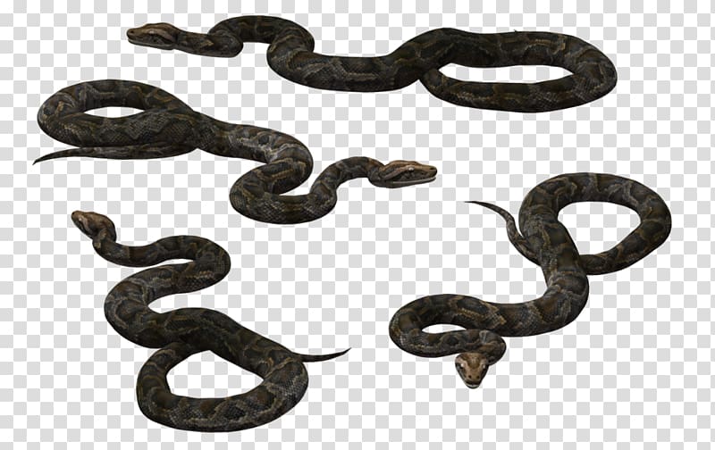 Black rat snake Vipers Reptile, anaconda transparent background PNG clipart