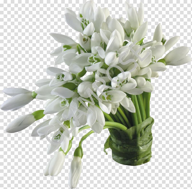 Snowdrop Flower bouquet Desktop , snowdrop transparent background PNG clipart