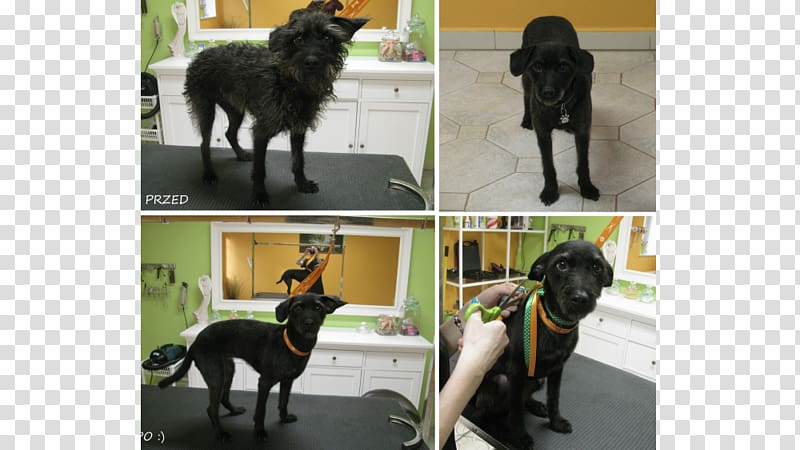 Dog breed Psi Fryzjer, Salonik Psia Minka Sporting Group Breed group (dog), Dog transparent background PNG clipart