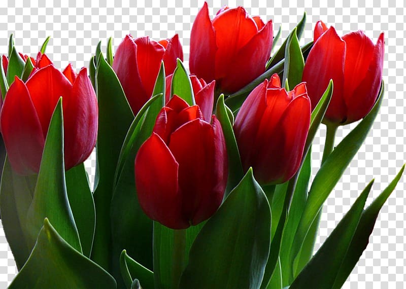 Flower Indira Gandhi Memorial Tulip Garden Desktop Tulip festival, tulip transparent background PNG clipart