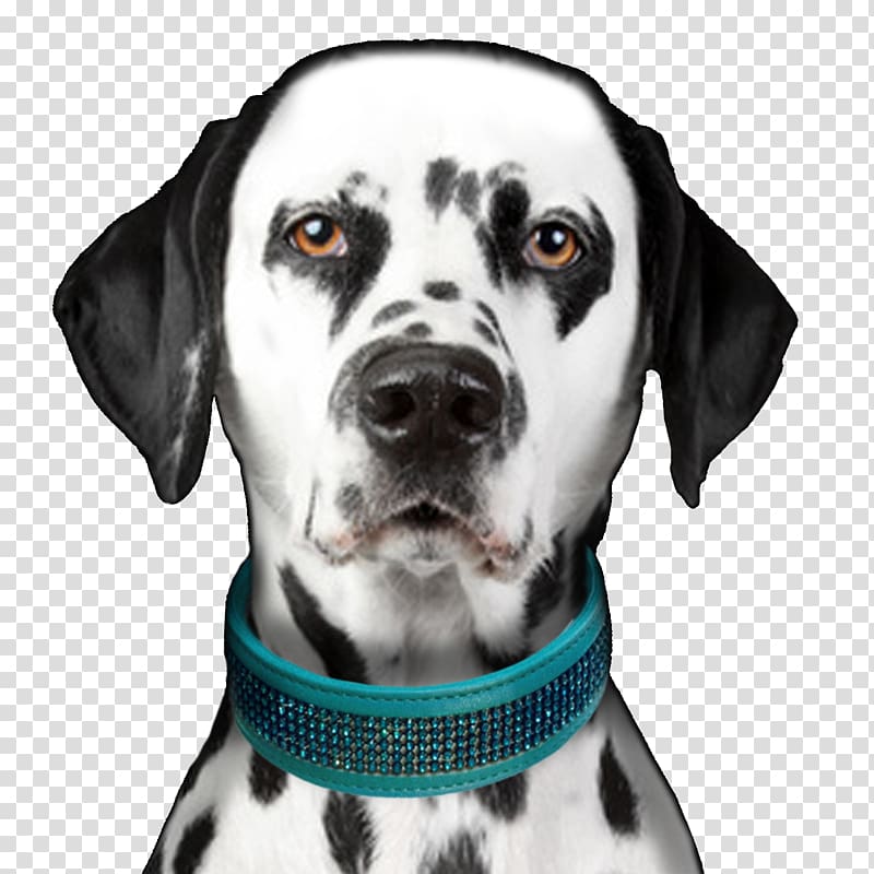 Dalmatian dog Puppy Dog breed Bark, puppy transparent background PNG clipart