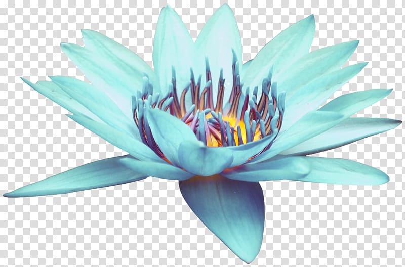 Blue , Blue Open Blue Lotus transparent background PNG clipart