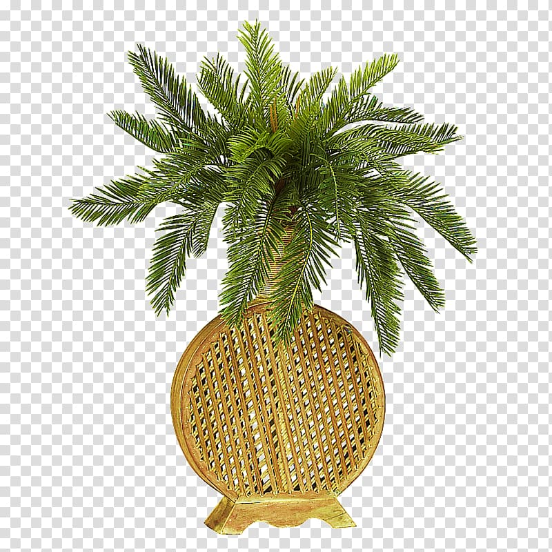 Plant Cycad Green Vase Flower, plant transparent background PNG clipart