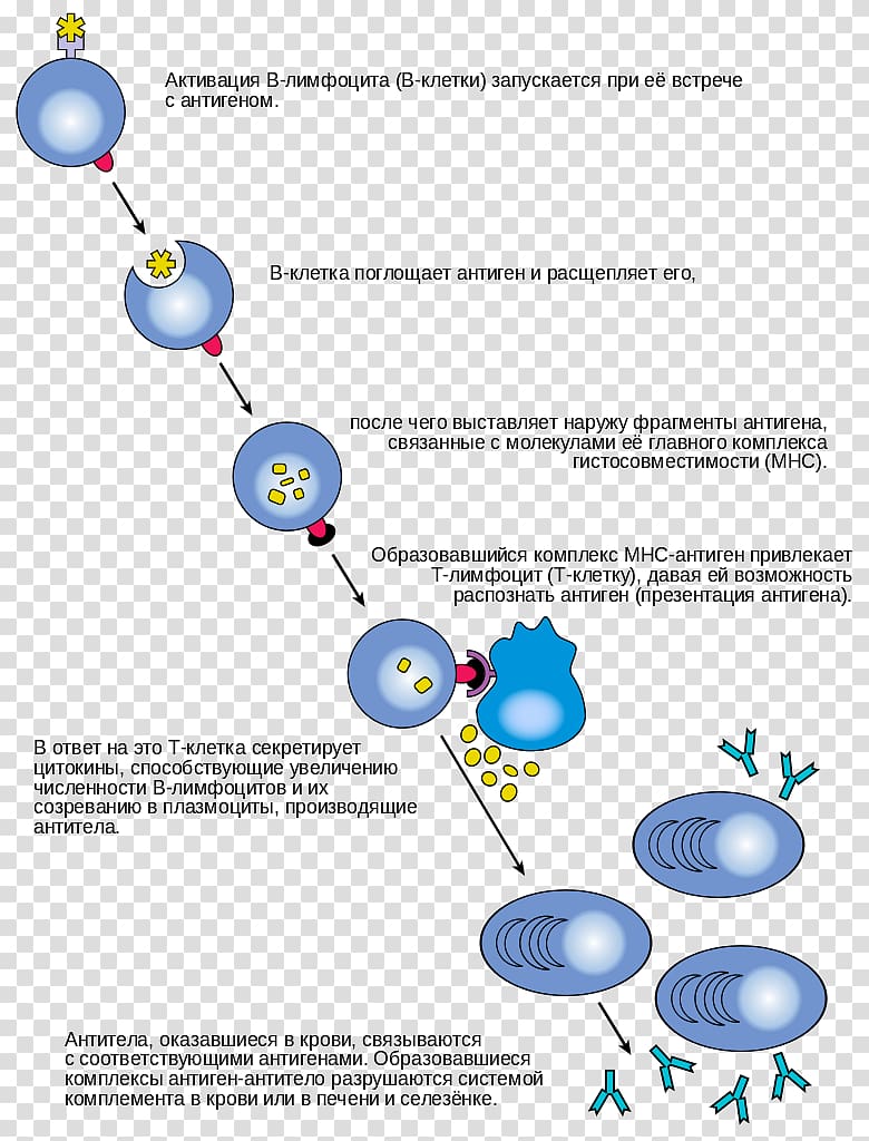 B cell Lymphocyte T cell Antibody Immune system, cell molecules transparent background PNG clipart