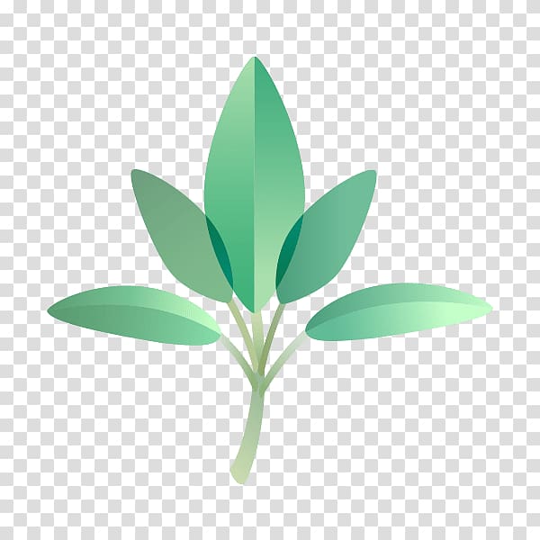 Essential oil Plant Indian sandalwood Leaf, parsley transparent background PNG clipart