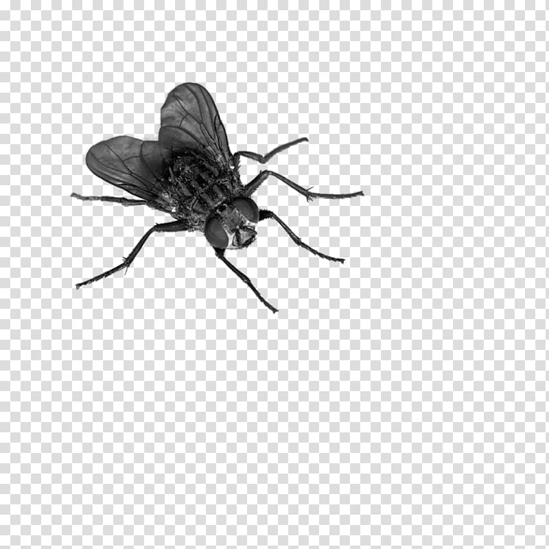 black horse fly, Fly transparent background PNG clipart