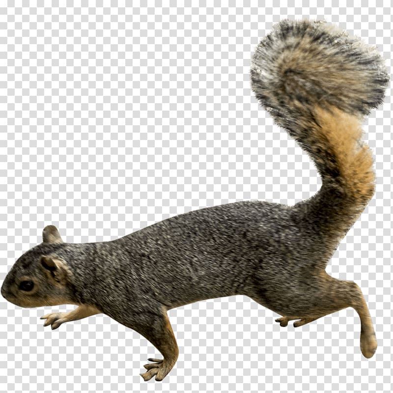 gray squirrel, Squirrel Left transparent background PNG clipart