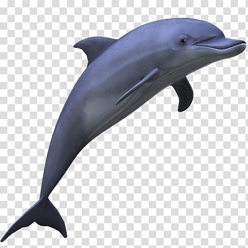 Common bottlenose dolphin Tucuxi , dolphin transparent background PNG clipart