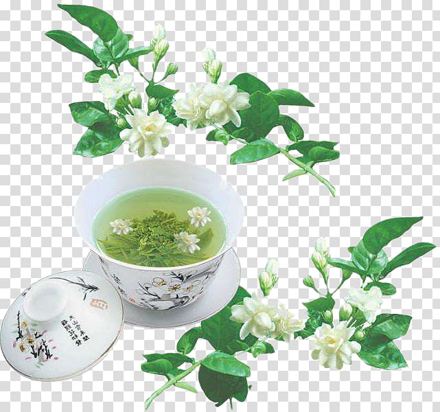 Flowering tea Arabian jasmine Green tea Jasmine tea, Jasmine tea transparent background PNG clipart