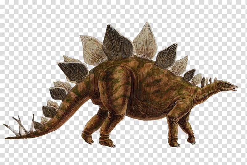 stegosaurus transparent background PNG clipart