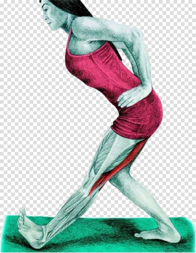 Stretching Hamstring Human leg Muscle Foot, Latissimus dorsi transparent background PNG clipart
