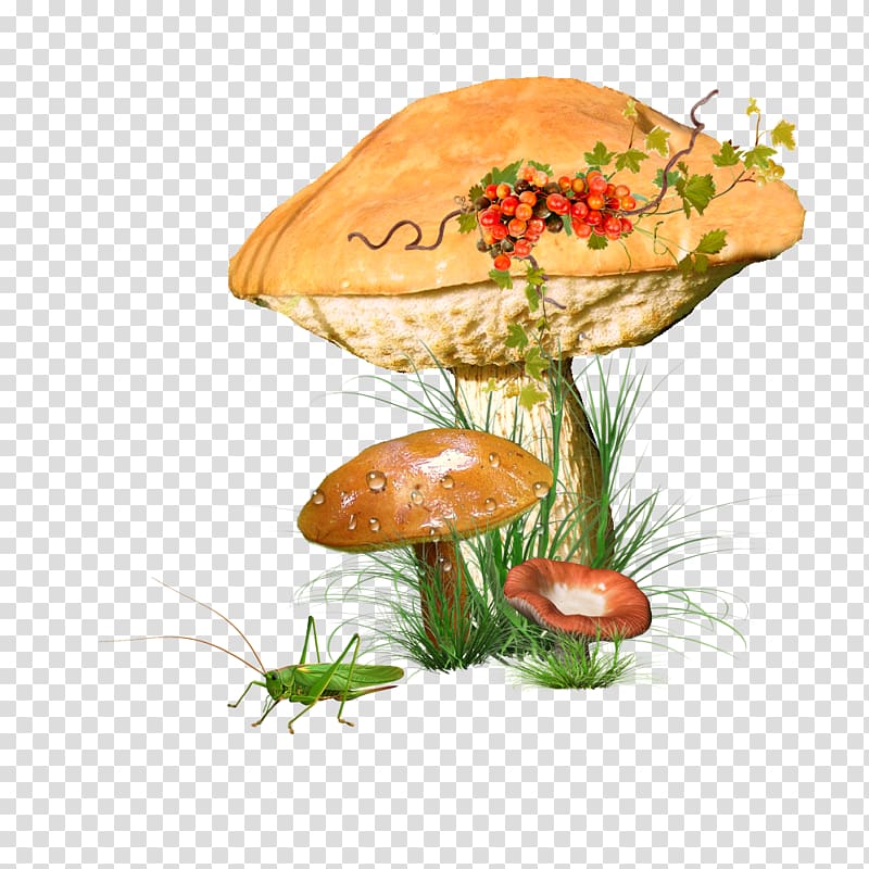 Common mushroom Portable Network Graphics Edible mushroom, champignons champignons transparent background PNG clipart