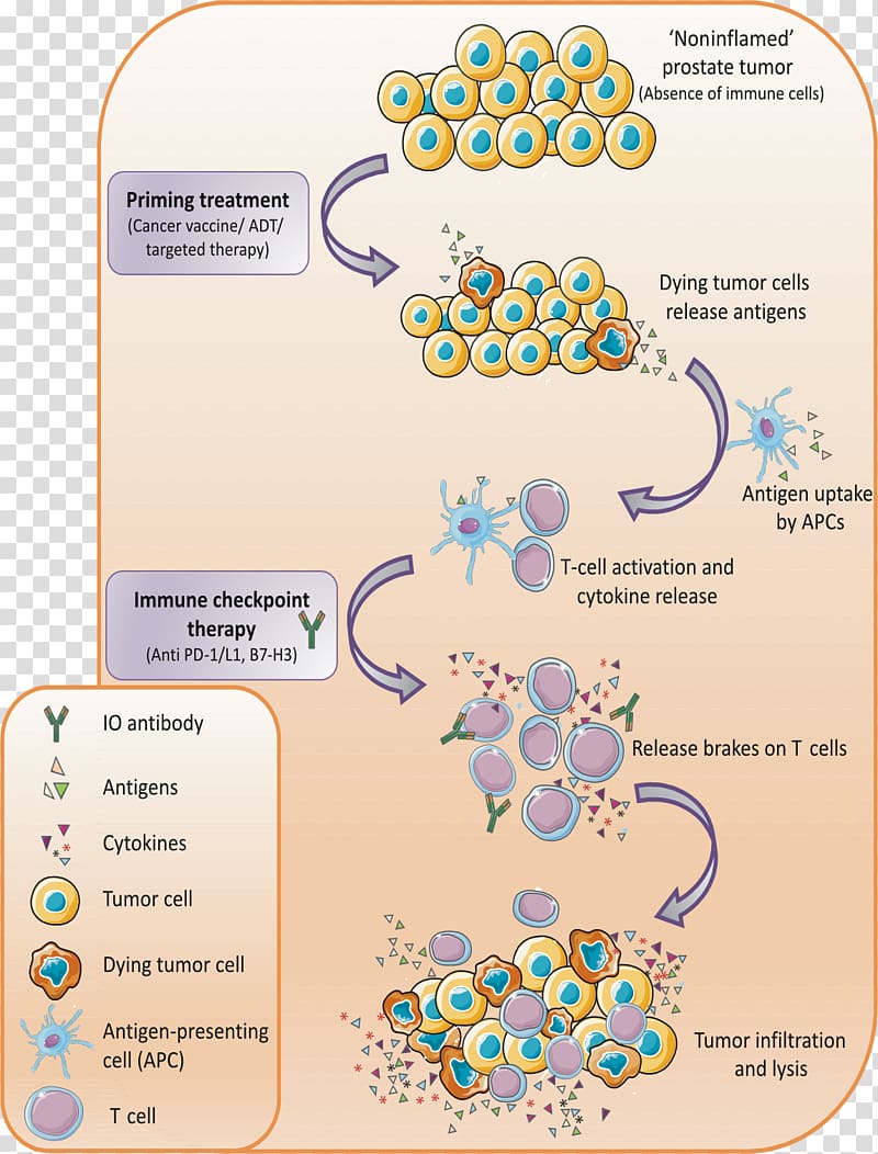 Prostate cancer Checkpoint inhibitor Therapy Immune checkpoint Abiraterone acetate, Immune Checkpoint transparent background PNG clipart