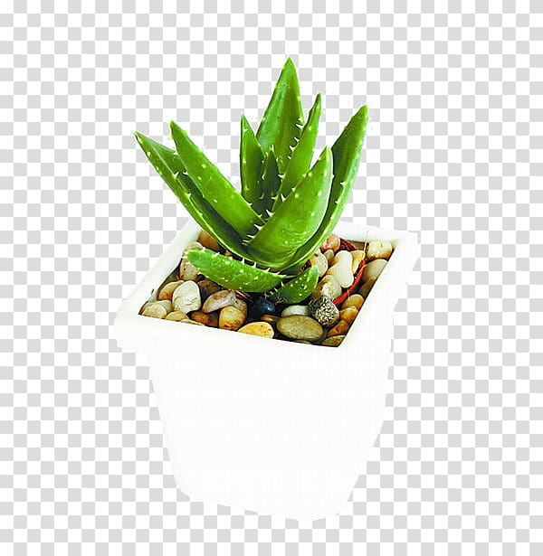Aloe vera u690du7269u7684u79d8u5bc6 Houseplant Feng shui, Aloe Potted transparent background PNG clipart