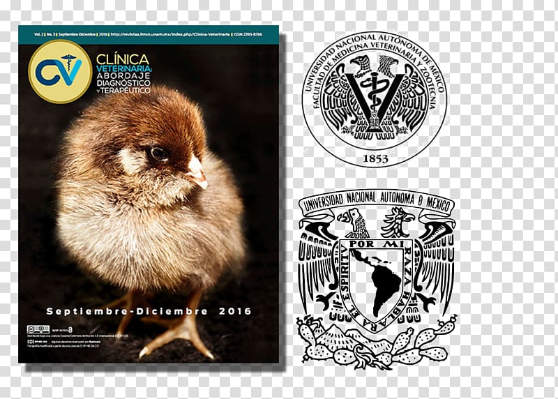 Amparo Museum Advertising Beak Fauna, gabe transparent background PNG clipart