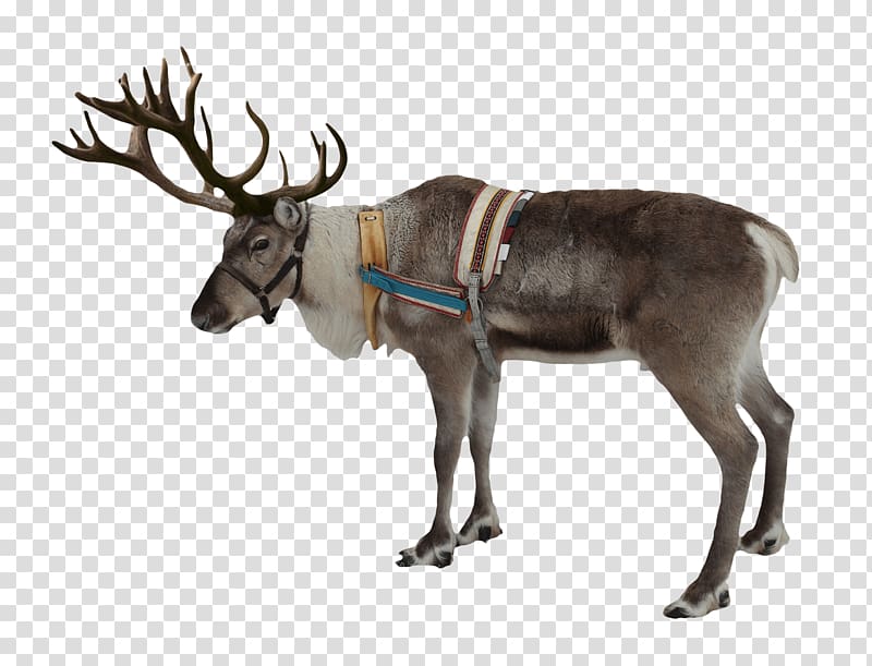 gray and black reindeer with strap, Reindeer Christmas transparent background PNG clipart