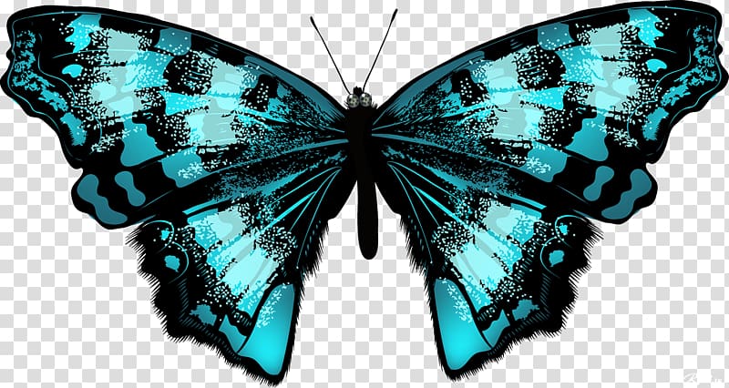 Butterfly Eastern tiger swallowtail Drawing Illustration graphics, butterfly transparent background PNG clipart