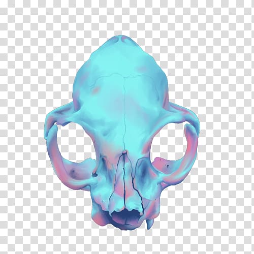 Skull Human skeleton World Wide Web Consortium Head, skull transparent background PNG clipart