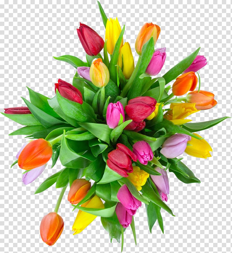 Tulip Flower bouquet, tulips transparent background PNG clipart