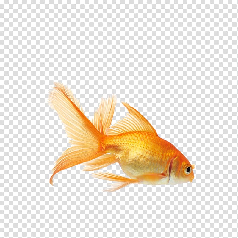 goldfish transparent background PNG clipart