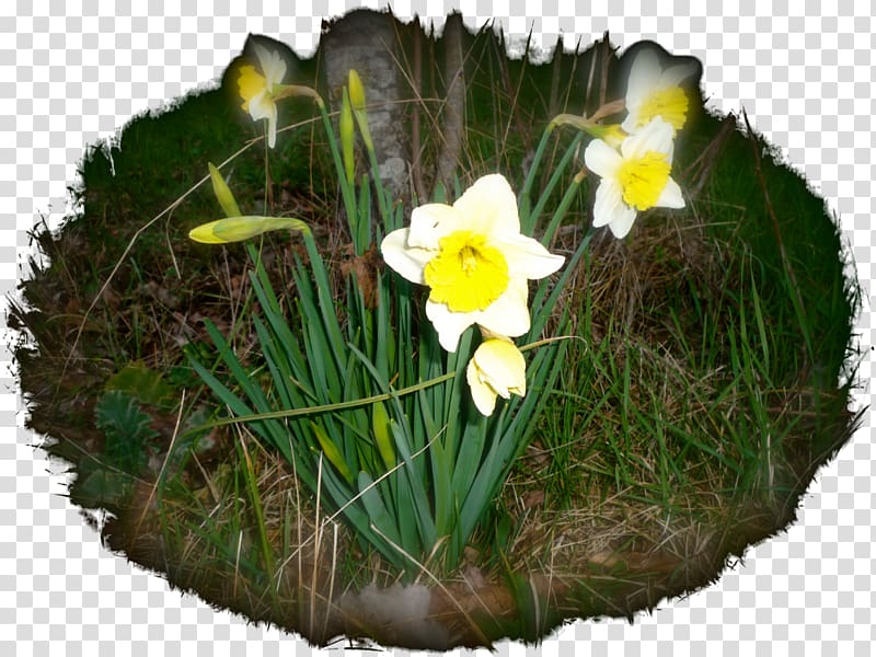 Daffodil Flower Whirlpool Apyžiedis Gynoecium, flower transparent background PNG clipart
