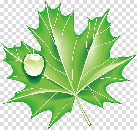 Ecology Icon, Green leaves transparent background PNG clipart