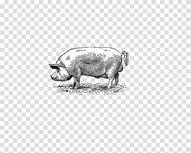 Black Iberian pig Drawing Euclidean , pig transparent background PNG clipart